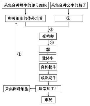 如图是胚胎移植繁育良种奶牛的技术流程图.请回答下列问题: (1)在流程②中.要用 激素处理供体母牛.目的是 . (2)流程图中.第 步要进行冲卵. (3)用胚胎移植繁育良种奶牛属于哪类生殖方式? .该技术的意义是 . 题目和参考答案