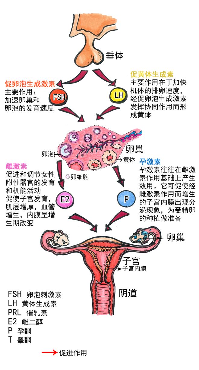 网传山东公务员用「母猪发情激素」投毒同事,人吃了猪用催情药会怎样?