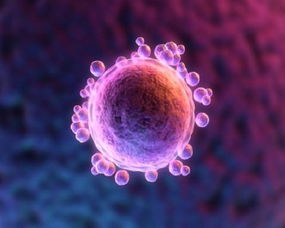 卵子质量不好怎么影响泰国试管婴儿的成功率