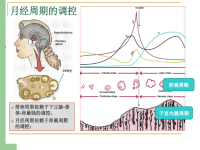生殖激素化验单解读