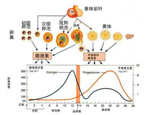 月经四个阶段的饮食方,养好卵巢,让月经好起来_女性