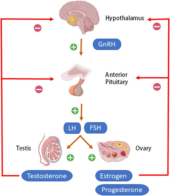 ②调节下丘脑-垂体-性腺轴的功能精液液化异常是引起男性不.