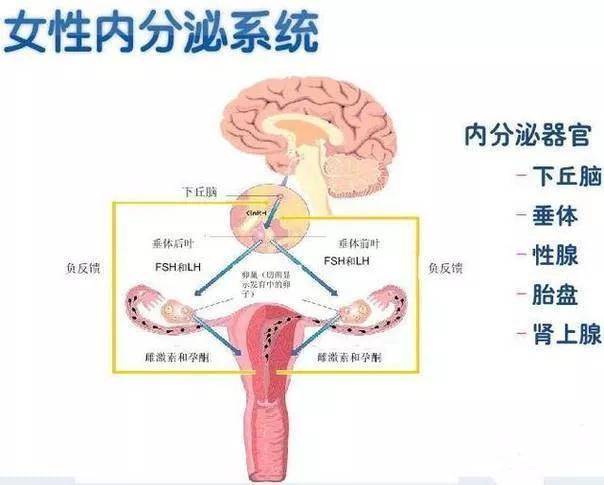 不孕检查为什么要查性激素?_女性