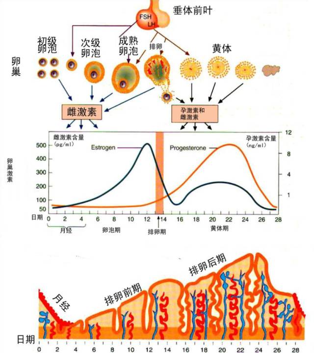 揪出银屑病帮凶 生殖激素难辞其咎
