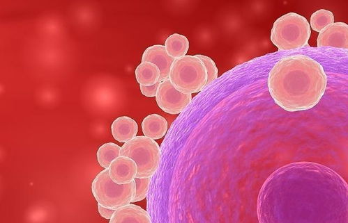 备孕女性促卵泡激素偏高的应对策略