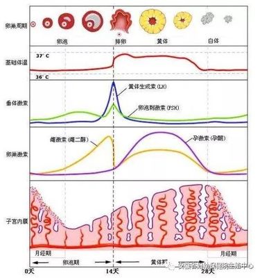 性激素六项检查的时间、意义及其与生殖健康的关系