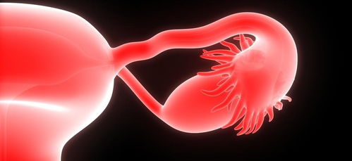 生殖激素 维持女性生殖系统功能的三大关键激素