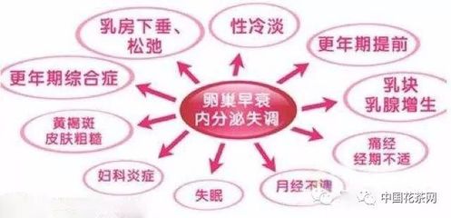 女人保养卵巢喝什么茶？3种花茶养巢补血，平衡生殖激素