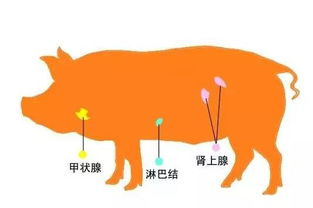 饮食九大陷阱 不熟知则后患无穷，生殖激素紊乱是隐患