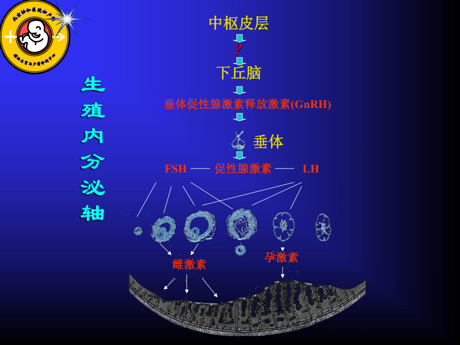 常用生殖激素药物 原理、分类与应用指南
