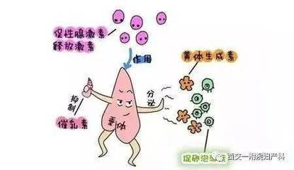 育龄期高泌乳素血症女性 关注生殖激素平衡与健康管理要点