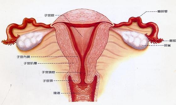 妇科修复敷料与生殖激素 揭秘女性生殖系统的三大关键秘密