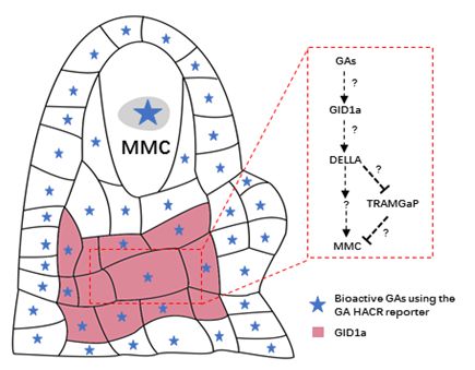 植物激素在雌性生殖系细胞特化中的作用 机制与展望