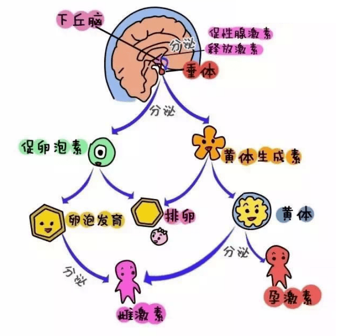 性激素六项检查 洞察生殖与内分泌健康的窗口