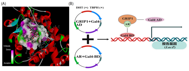 新溴代阻燃剂TBPH对雄性生殖健康的影响 从雄激素受体信号到生殖激素稳态的干扰