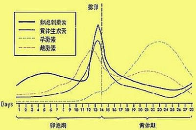 促黄体生成素高该吃什么