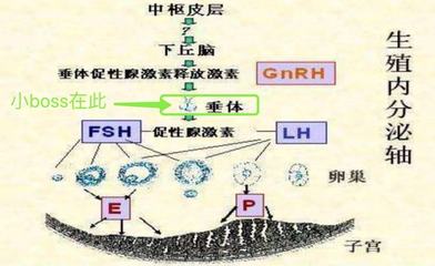 卵巢好不好,性激素六项知道!