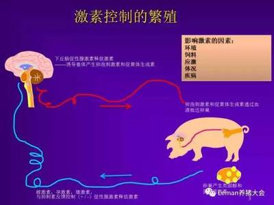 浅谈母猪发情和排卵的激素控制